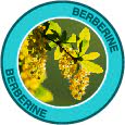 berberine ingredient of Saba GLP-1 formula