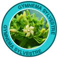 Gymnema Sylvestre ingredient of Saba GLP-1